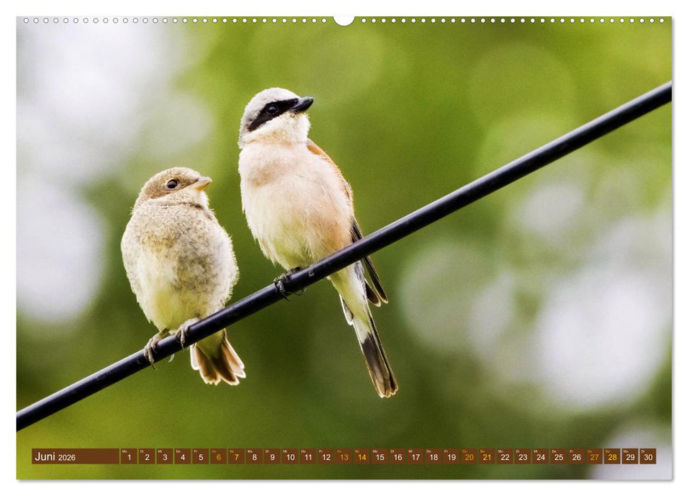 Der Neuntöter (CALVENDO Premium Wandkalender 2026)