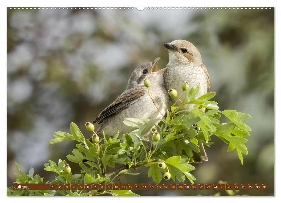 Der Neuntöter (CALVENDO Premium Wandkalender 2026)