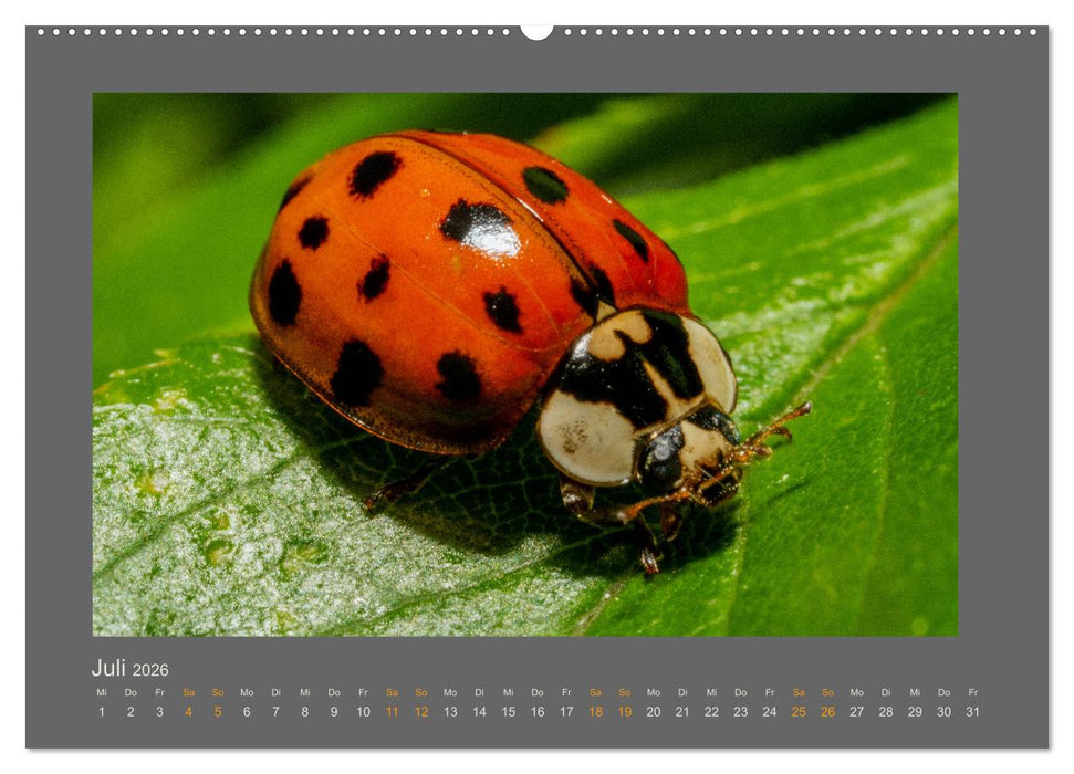 Das Jahr, das Dir das Glück bringt (CALVENDO Premium Wandkalender 2026)