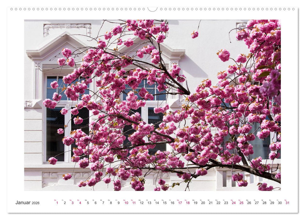 Japanische Kirschblüte in Bonn (CALVENDO Premium Wandkalender 2026)