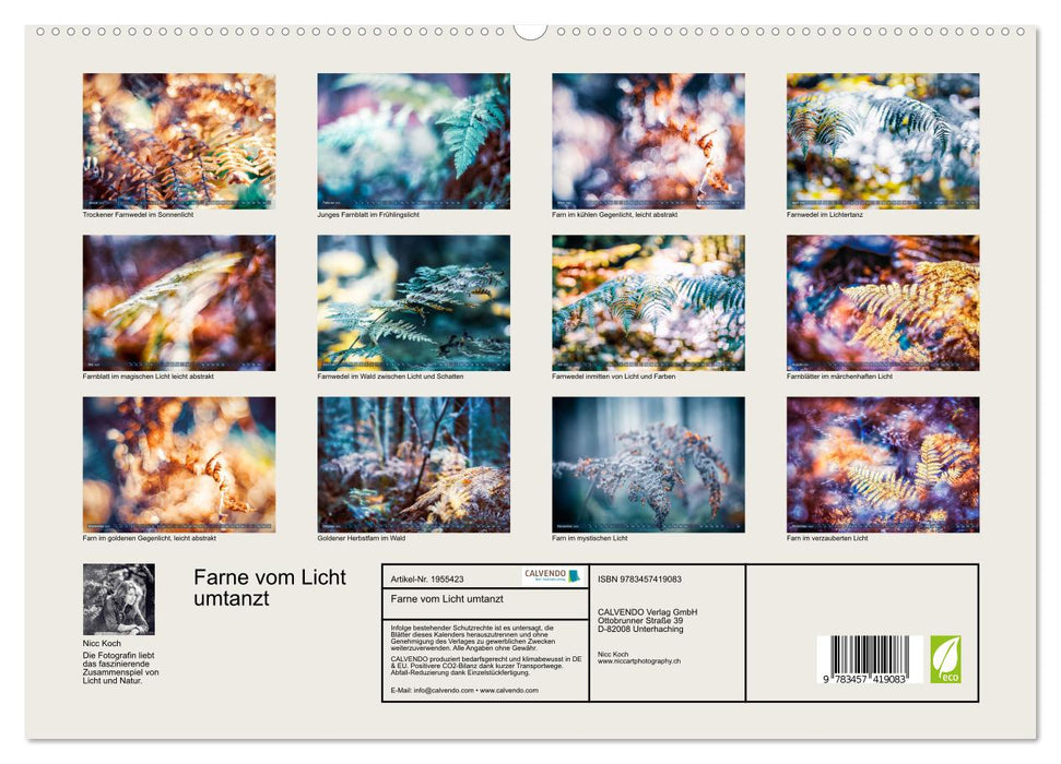 Farne vom Licht umtanzt (CALVENDO Premium Wandkalender 2026)