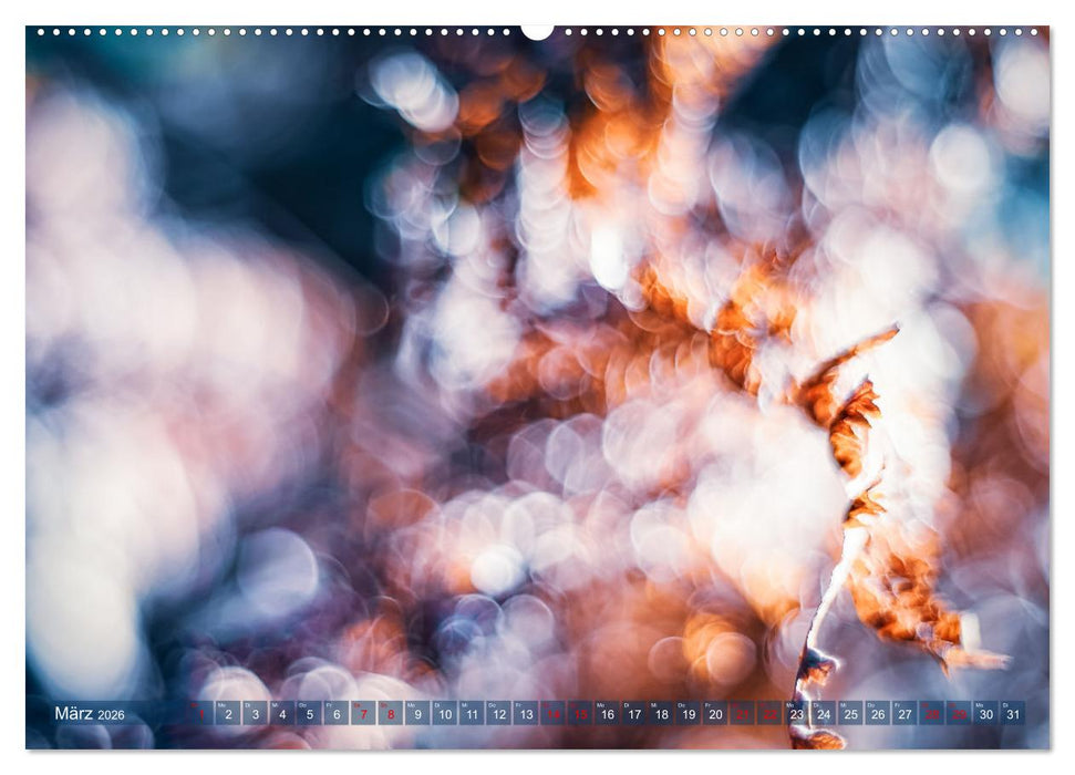 Farne vom Licht umtanzt (CALVENDO Premium Wandkalender 2026)