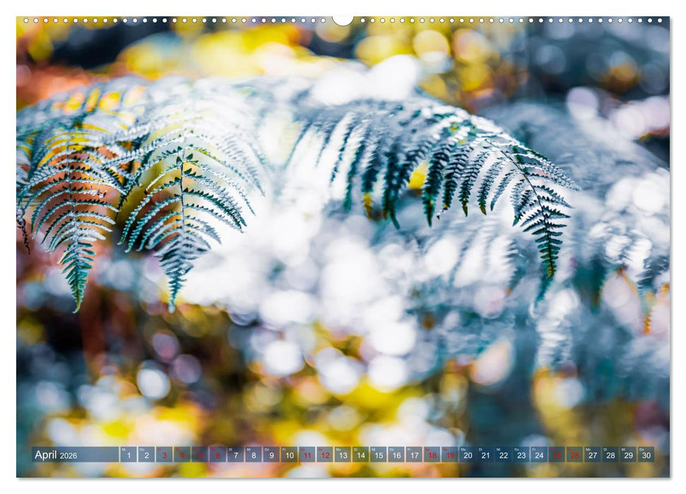 Farne vom Licht umtanzt (CALVENDO Premium Wandkalender 2026)
