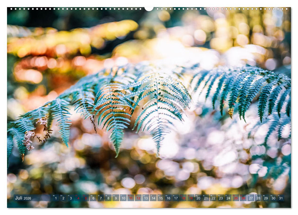 Farne vom Licht umtanzt (CALVENDO Premium Wandkalender 2026)