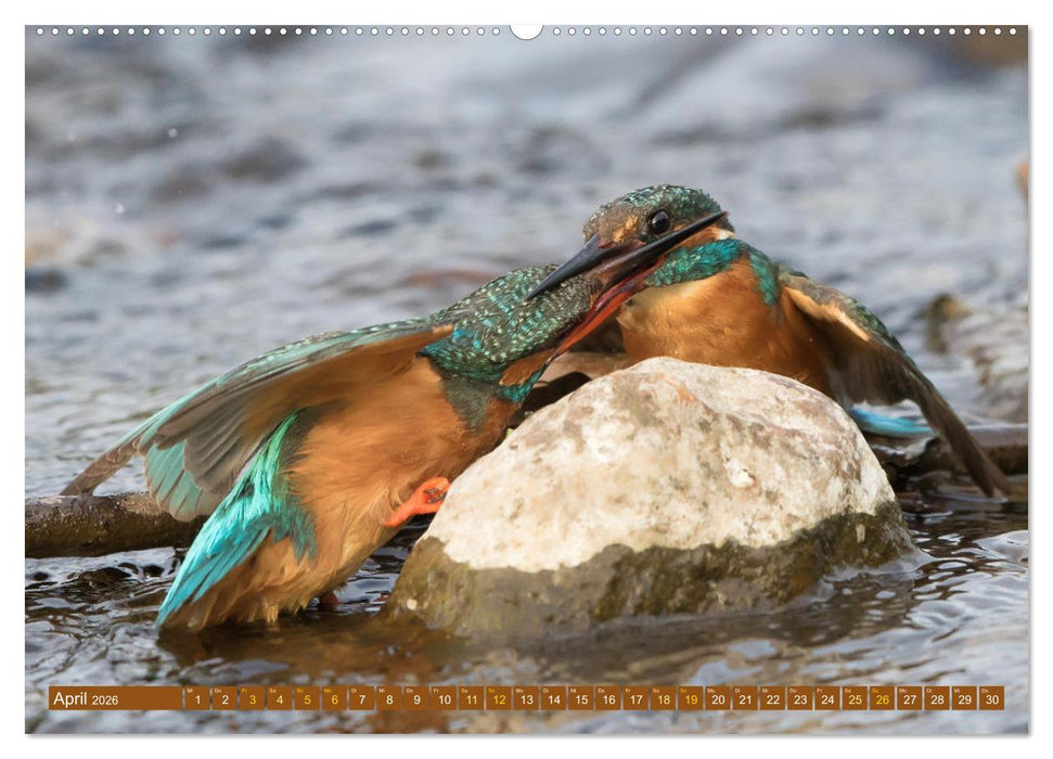 Kämpfende Vögel (CALVENDO Premium Wandkalender 2026)