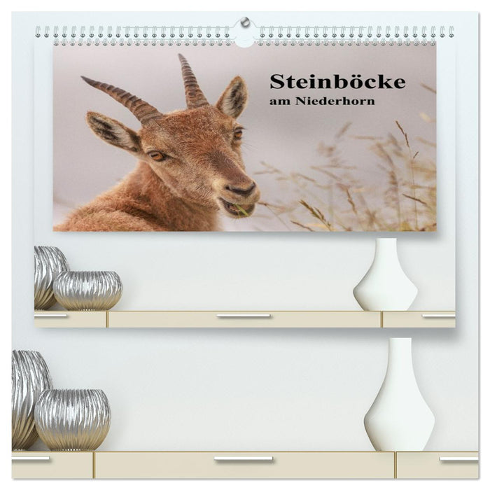 Steinböcke am Niederhorn (CALVENDO Premium Wandkalender 2026)
