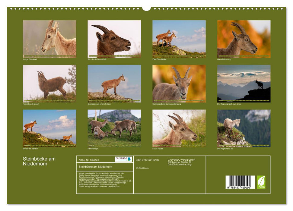 Steinböcke am Niederhorn (CALVENDO Premium Wandkalender 2026)
