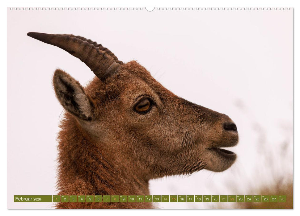 Steinböcke am Niederhorn (CALVENDO Premium Wandkalender 2026)
