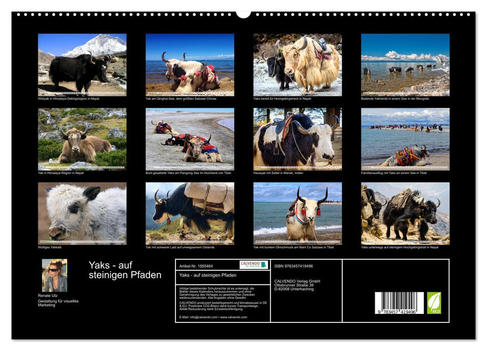 Yaks - auf steinigen Pfaden (CALVENDO Premium Wandkalender 2026)