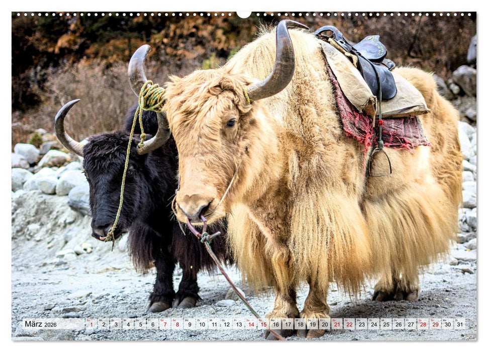 Yaks - auf steinigen Pfaden (CALVENDO Premium Wandkalender 2026)