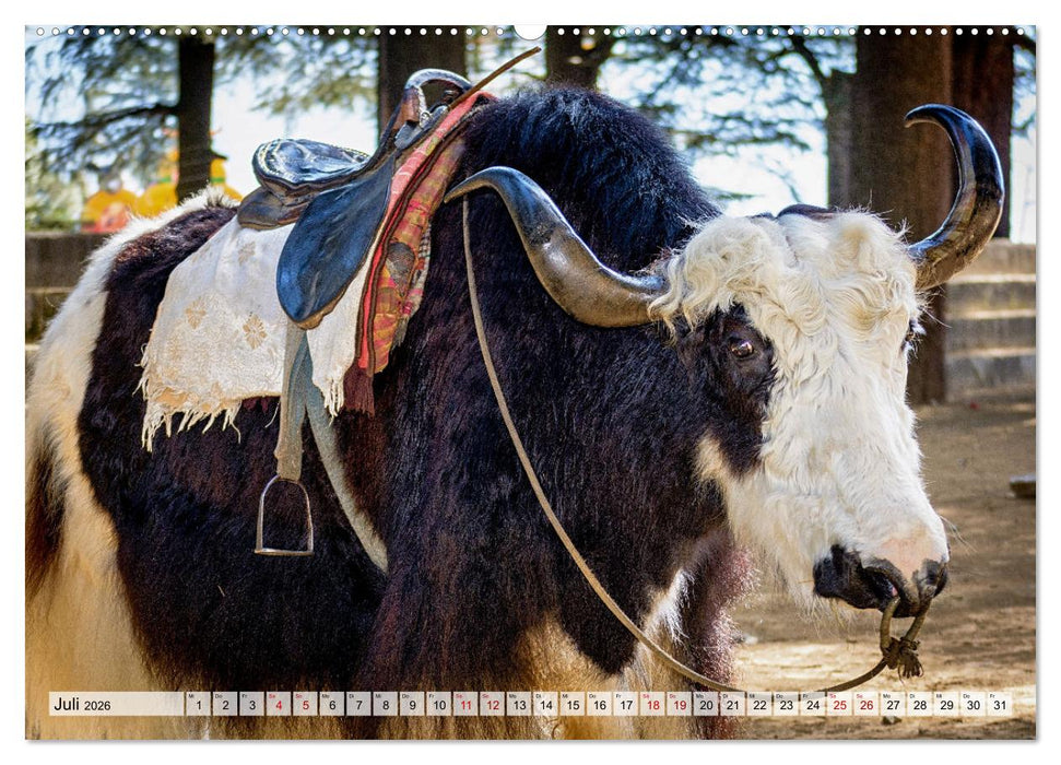 Yaks - auf steinigen Pfaden (CALVENDO Premium Wandkalender 2026)