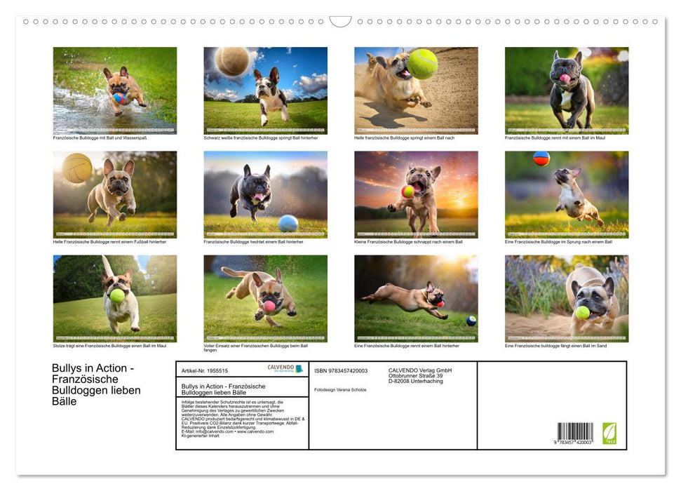 Bullys in Action - Französische Bulldoggen lieben Bälle (CALVENDO Wandkalender 2026)