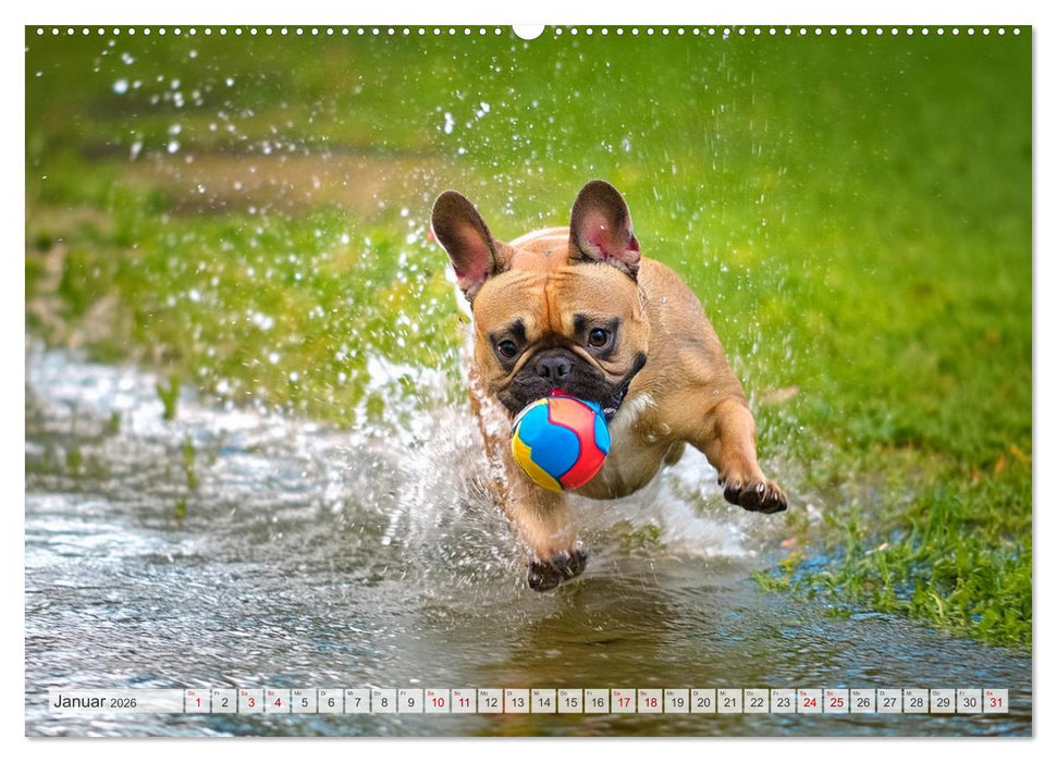 Bullys in Action - Französische Bulldoggen lieben Bälle (CALVENDO Wandkalender 2026)