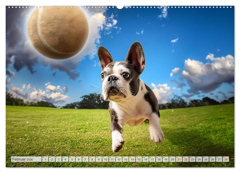 Bullys in Action - Französische Bulldoggen lieben Bälle (CALVENDO Wandkalender 2026)