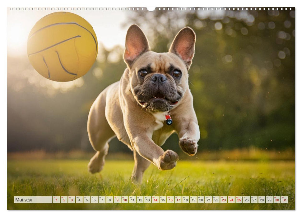Bullys in Action - Französische Bulldoggen lieben Bälle (CALVENDO Wandkalender 2026)