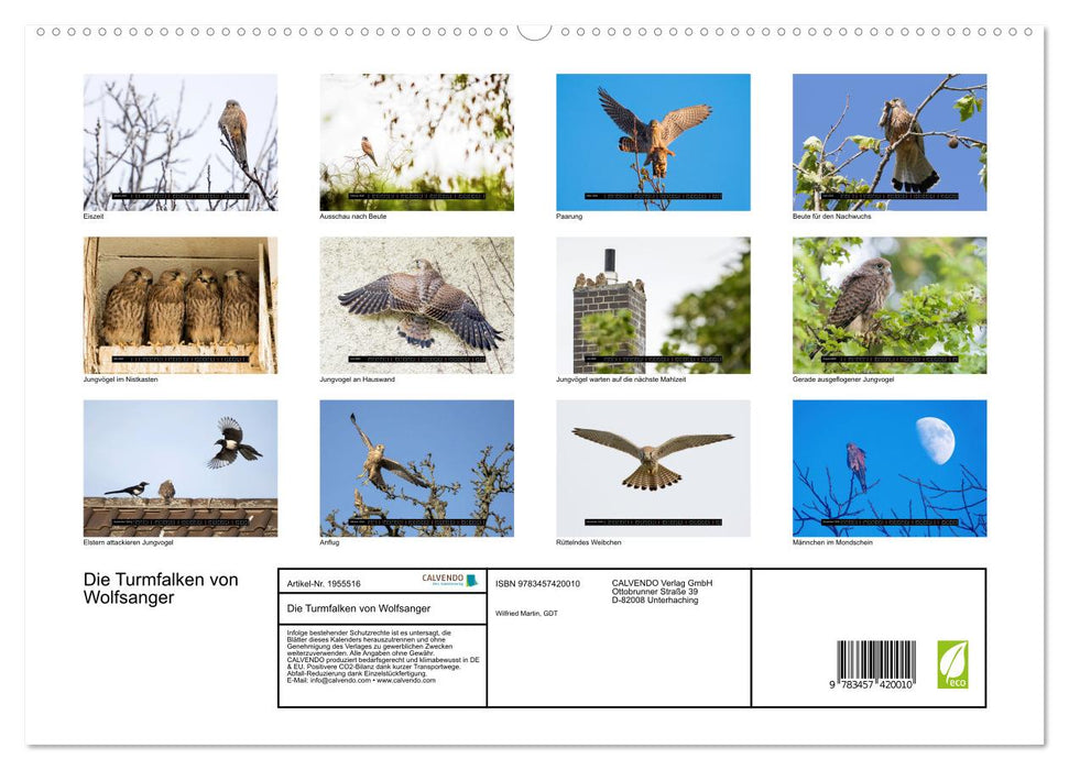 Die Turmfalken von Wolfsanger (CALVENDO Premium Wandkalender 2026)