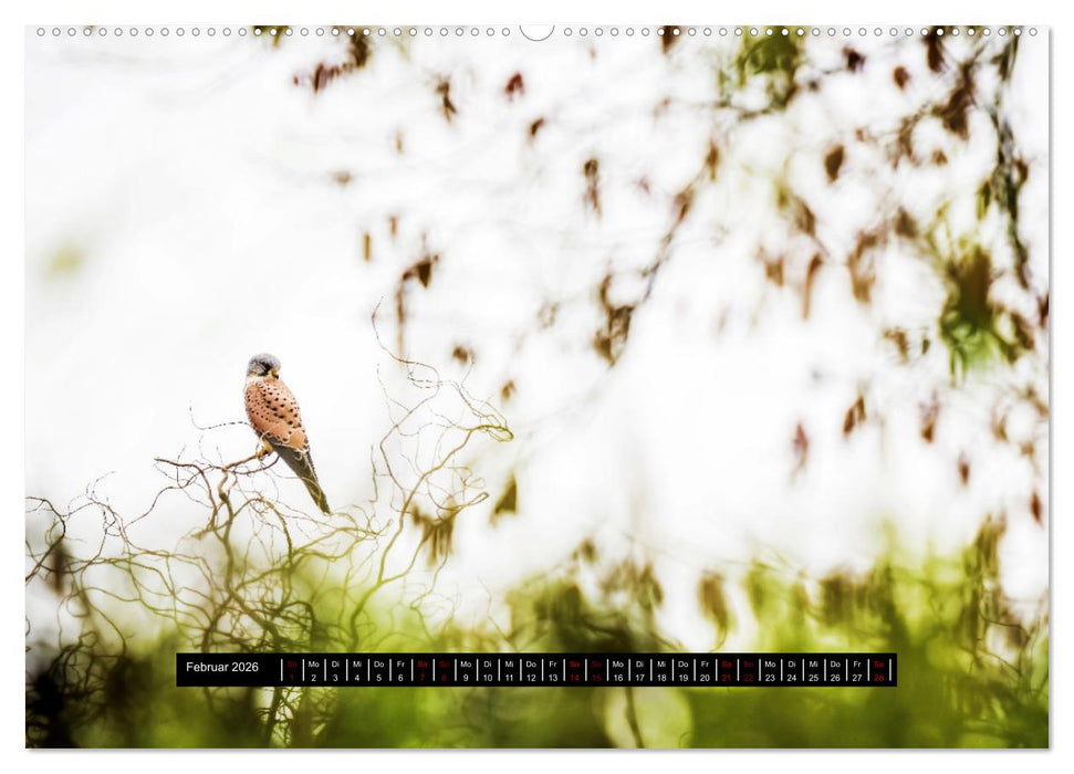Die Turmfalken von Wolfsanger (CALVENDO Premium Wandkalender 2026)