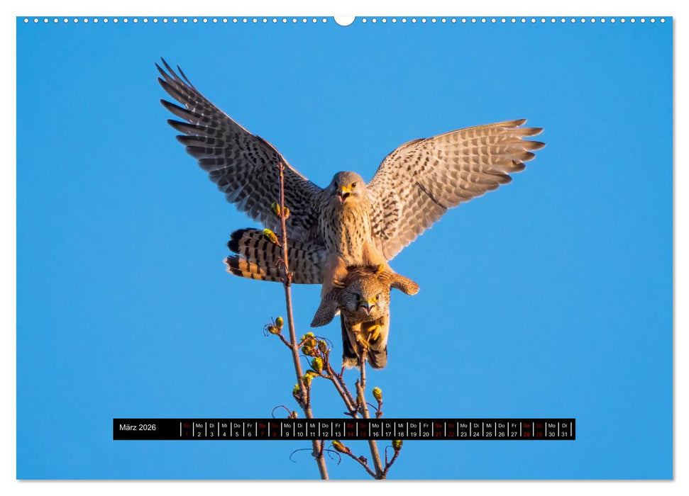 Die Turmfalken von Wolfsanger (CALVENDO Premium Wandkalender 2026)
