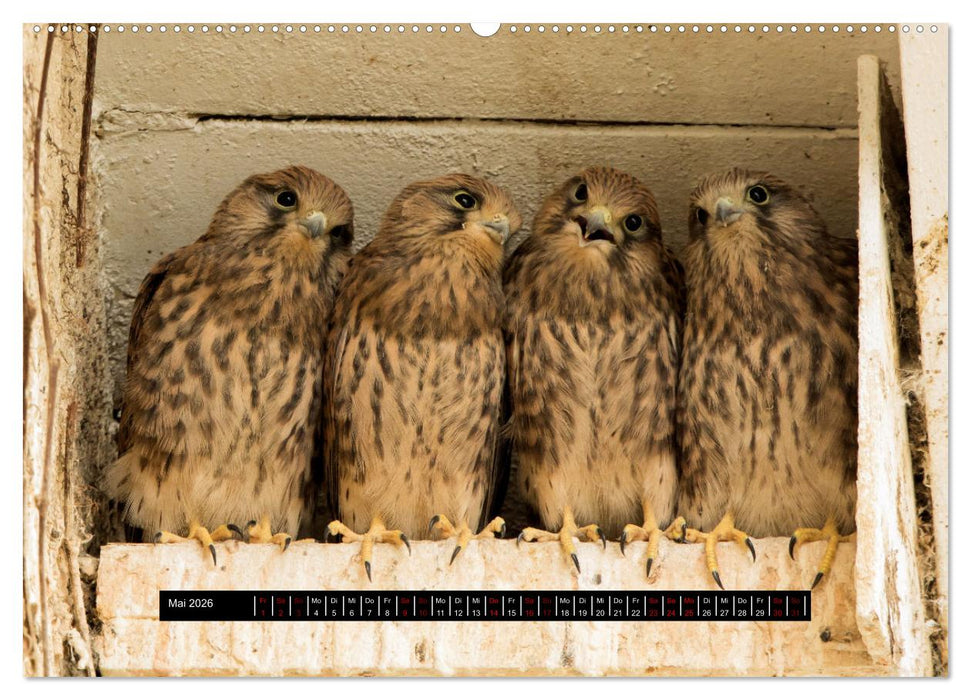 Die Turmfalken von Wolfsanger (CALVENDO Premium Wandkalender 2026)