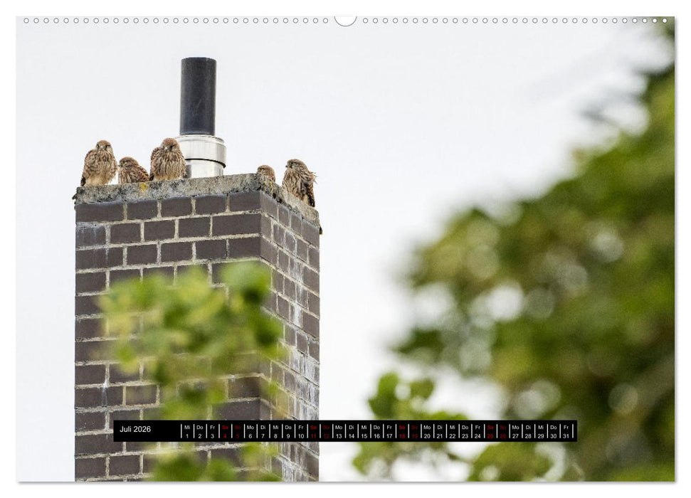 Die Turmfalken von Wolfsanger (CALVENDO Premium Wandkalender 2026)
