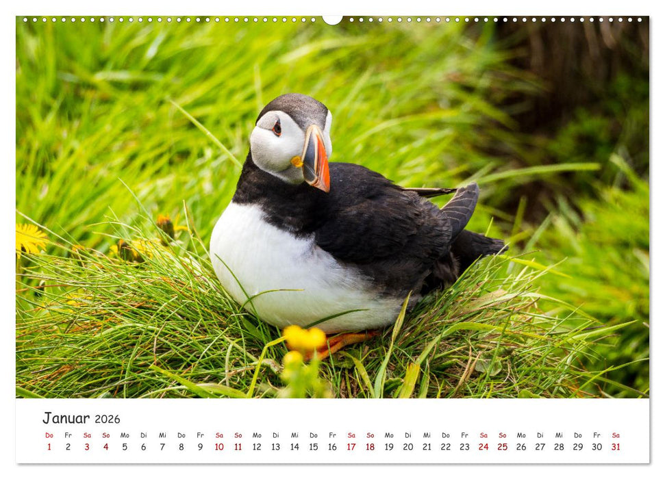 Die Welt der Papageientaucher - Islands Wildvögel (CALVENDO Premium Wandkalender 2026)