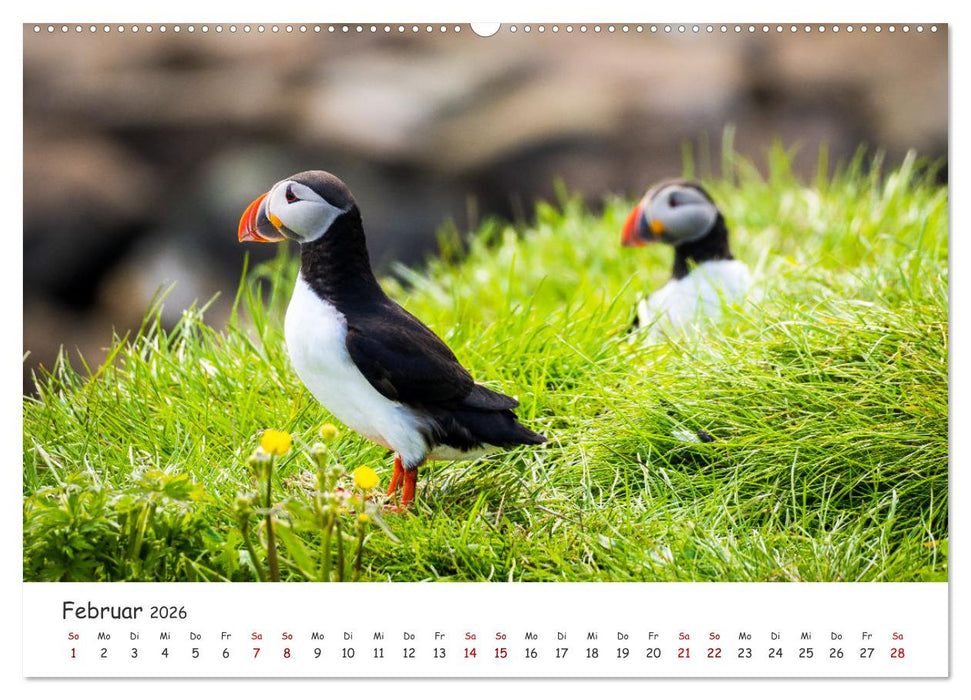 Die Welt der Papageientaucher - Islands Wildvögel (CALVENDO Premium Wandkalender 2026)