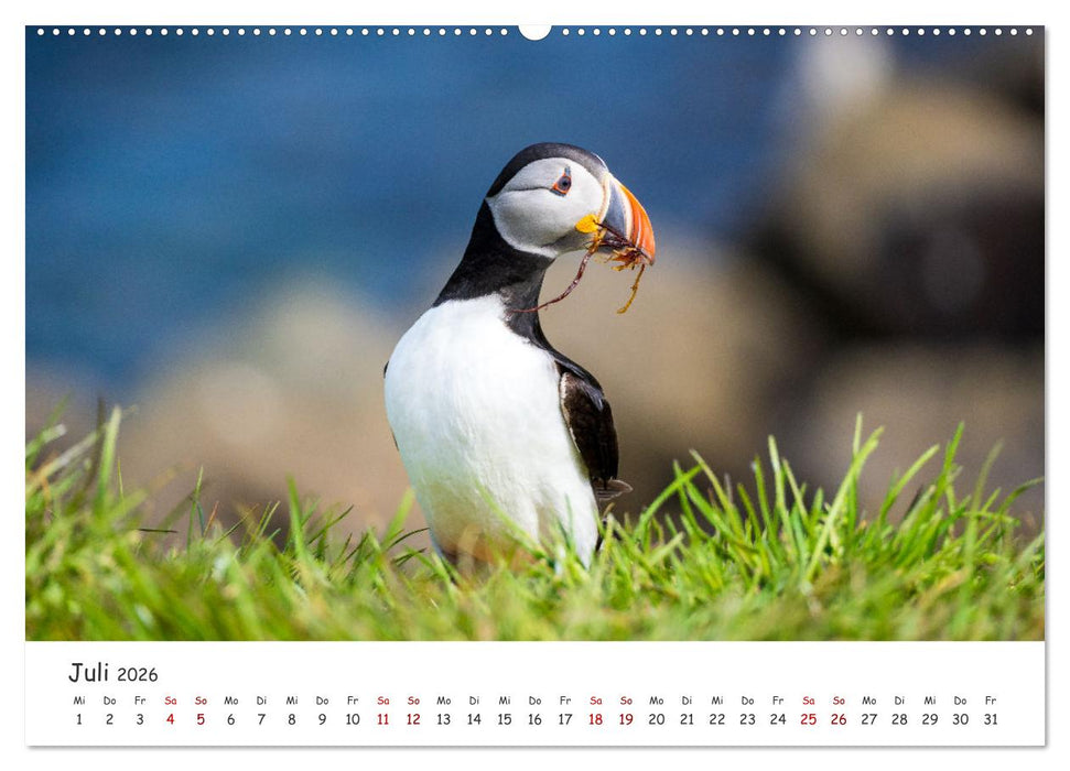 Die Welt der Papageientaucher - Islands Wildvögel (CALVENDO Premium Wandkalender 2026)