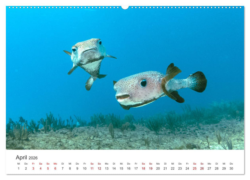 Tiefsee - Ein Abenteuer ins Unbekannte. (CALVENDO Premium Wandkalender 2026)