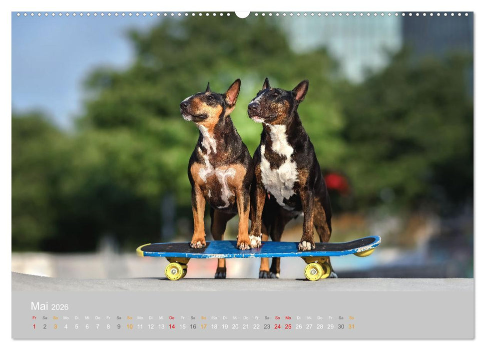 Der Bullterrier der beste Hund der Welt (CALVENDO Premium Wandkalender 2026)