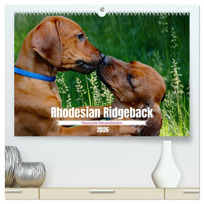 Rhodesian Ridgeback, Charmante Herzensbrecher (CALVENDO Premium Wandkalender 2026)