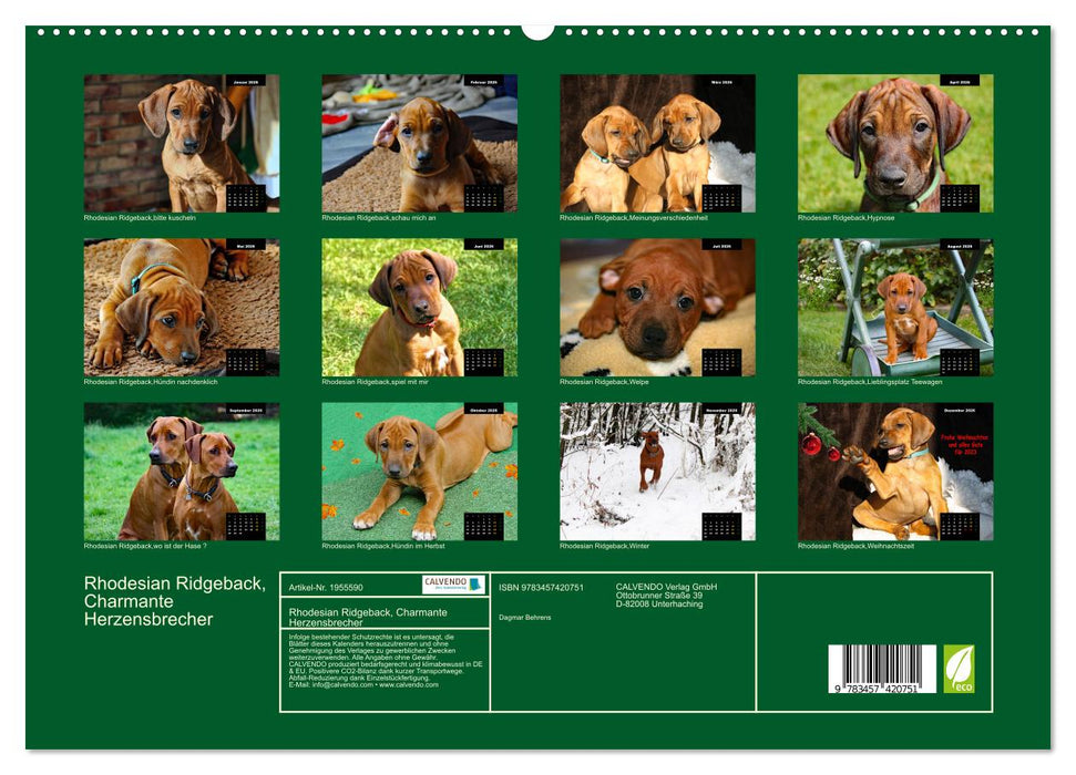 Rhodesian Ridgeback, Charmante Herzensbrecher (CALVENDO Premium Wandkalender 2026)