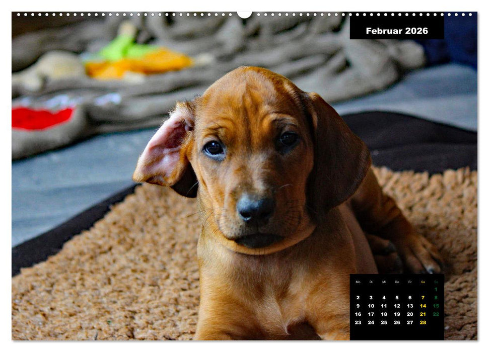 Rhodesian Ridgeback, Charmante Herzensbrecher (CALVENDO Premium Wandkalender 2026)