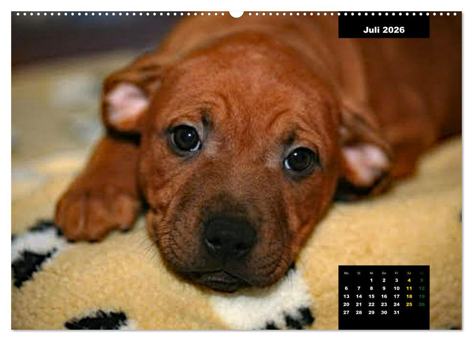 Rhodesian Ridgeback, Charmante Herzensbrecher (CALVENDO Premium Wandkalender 2026)