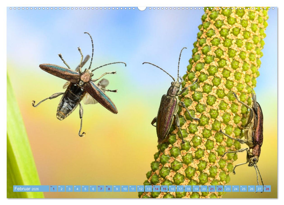 Faszination Insektenflug (CALVENDO Premium Wandkalender 2026)