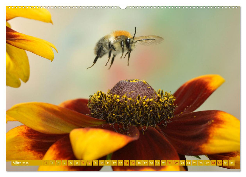 Faszination Insektenflug (CALVENDO Premium Wandkalender 2026)