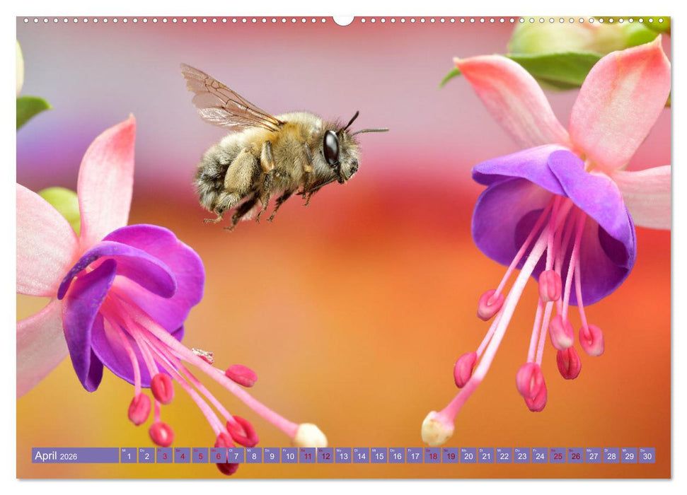 Faszination Insektenflug (CALVENDO Premium Wandkalender 2026)