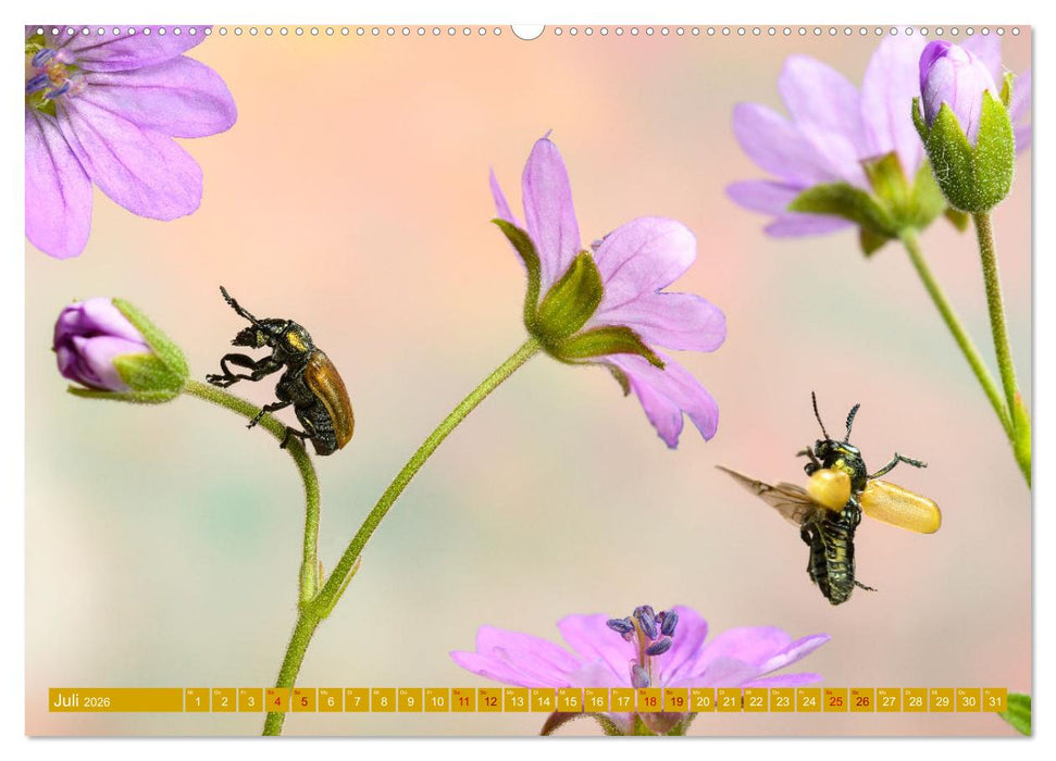 Faszination Insektenflug (CALVENDO Premium Wandkalender 2026)