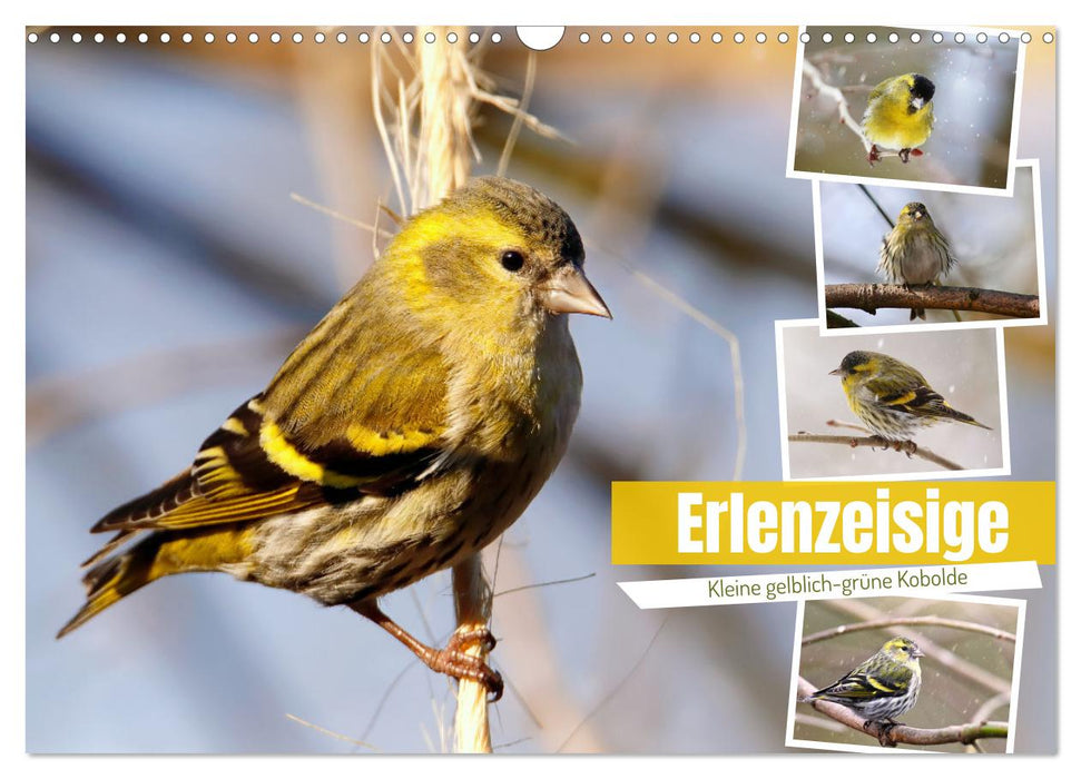 Erlenzeisige (CALVENDO Wandkalender 2026)