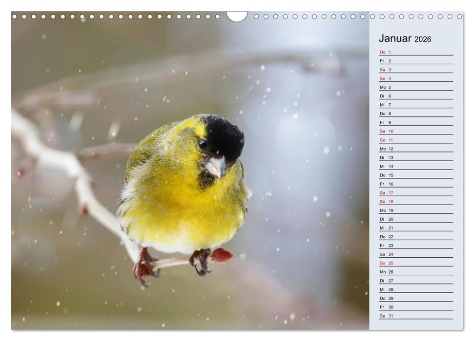 Erlenzeisige (CALVENDO Wandkalender 2026)