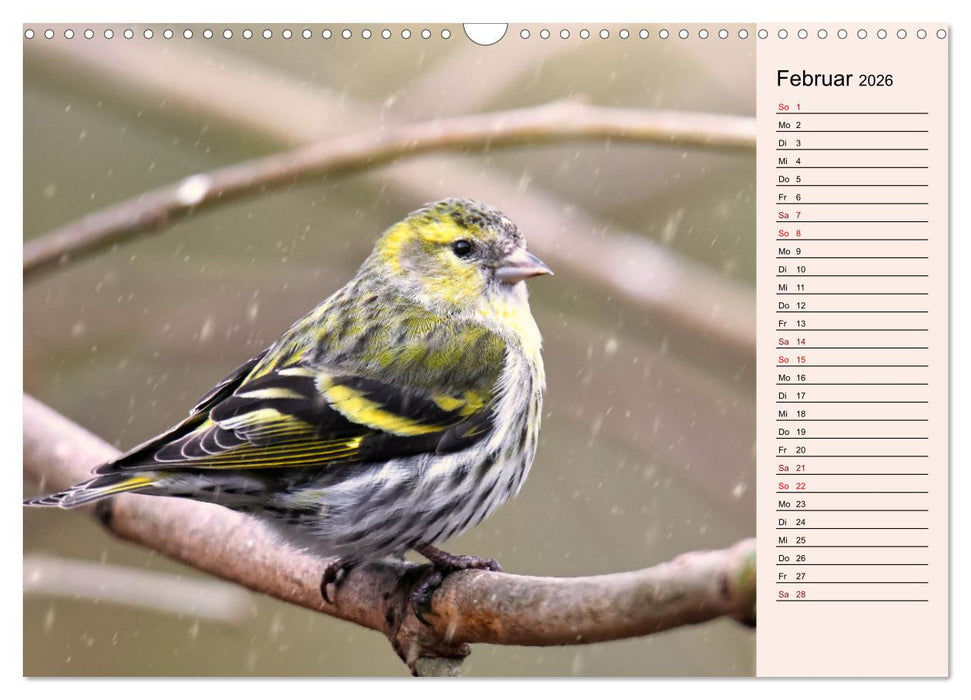 Erlenzeisige (CALVENDO Wandkalender 2026)