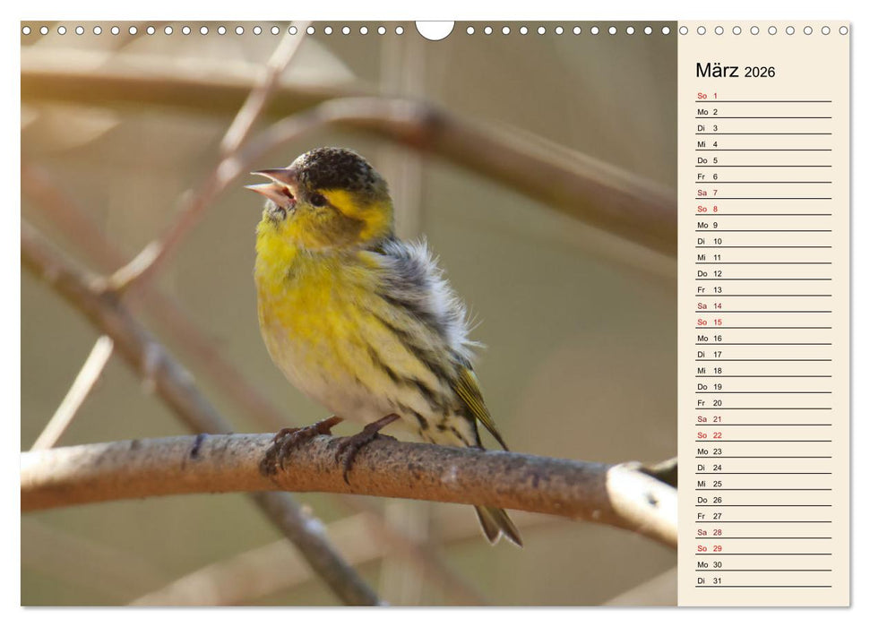 Erlenzeisige (CALVENDO Wandkalender 2026)