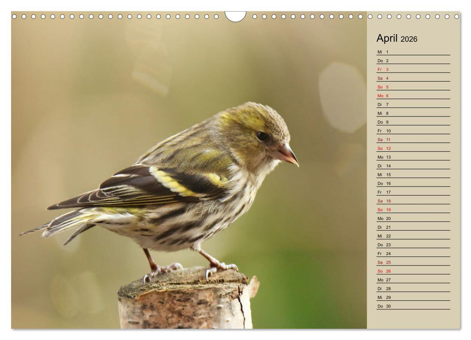 Erlenzeisige (CALVENDO Wandkalender 2026)