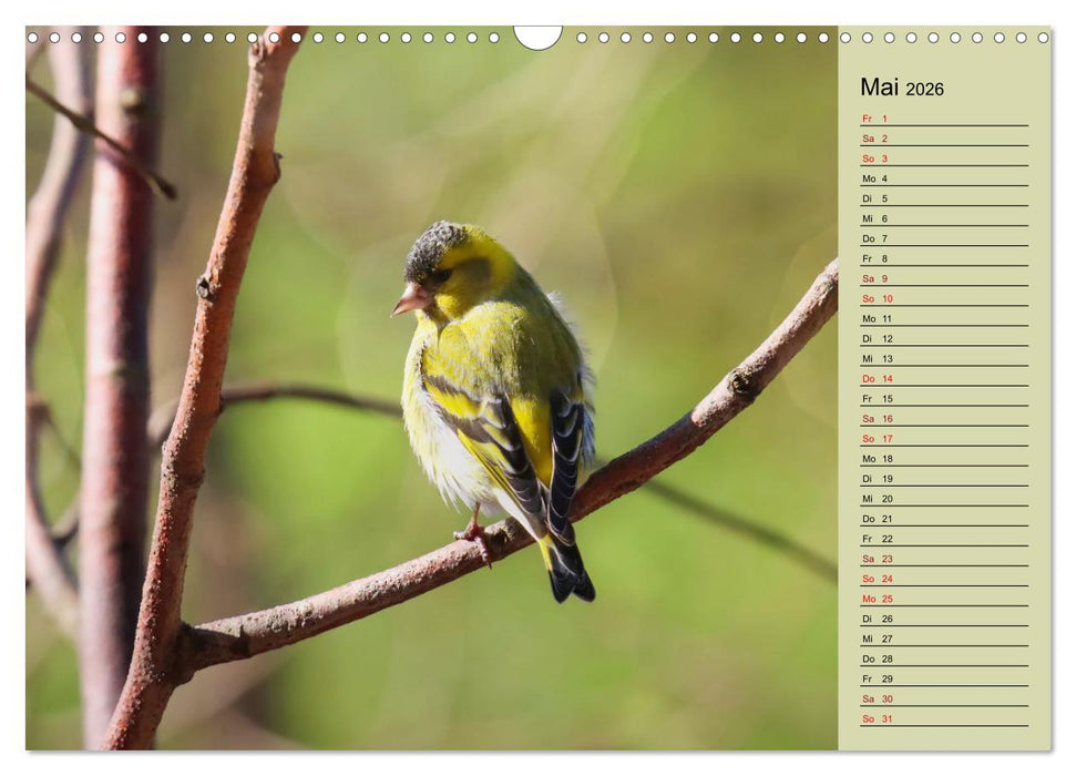 Erlenzeisige (CALVENDO Wandkalender 2026)