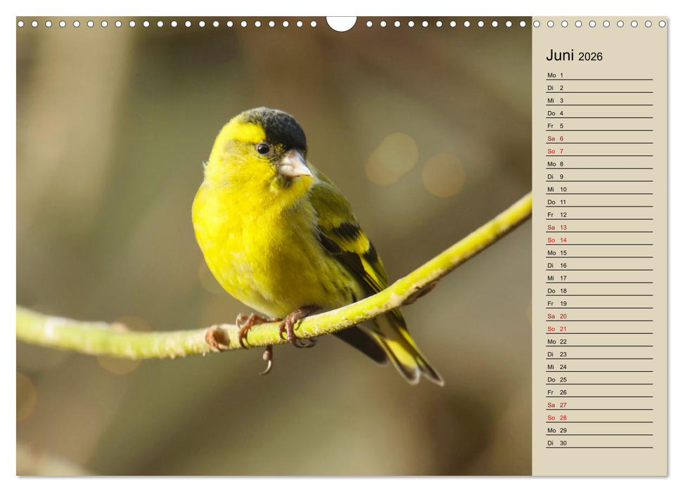 Erlenzeisige (CALVENDO Wandkalender 2026)