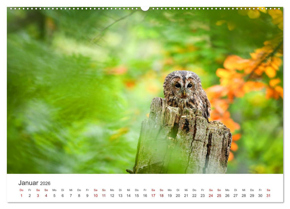Eulen - Wachsame und geheimnisvolle Augen (CALVENDO Premium Wandkalender 2026)
