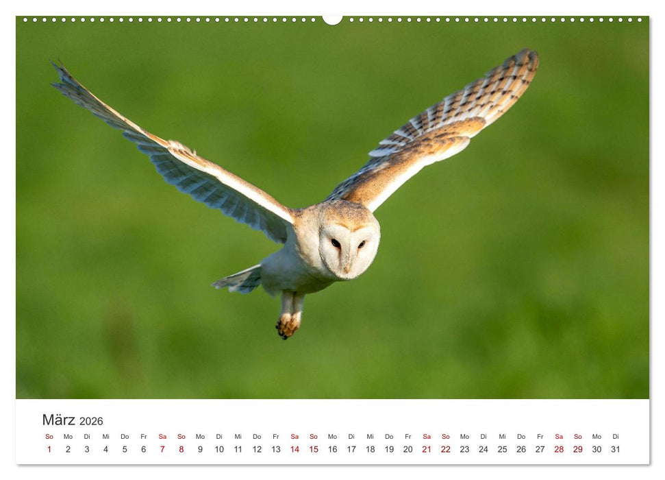 Eulen - Wachsame und geheimnisvolle Augen (CALVENDO Premium Wandkalender 2026)