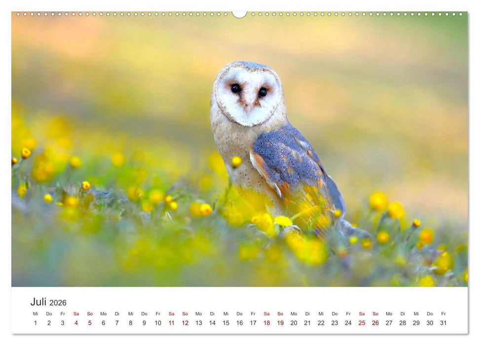Eulen - Wachsame und geheimnisvolle Augen (CALVENDO Premium Wandkalender 2026)
