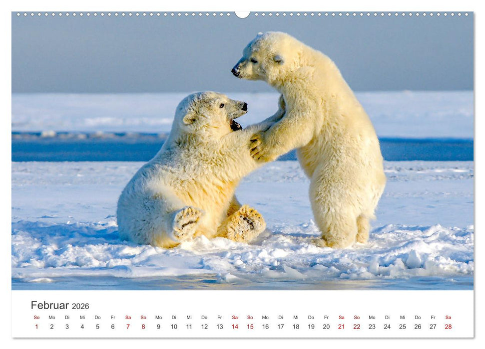 Bären - Pandas, Grizzlybären und Co. (CALVENDO Premium Wandkalender 2026)