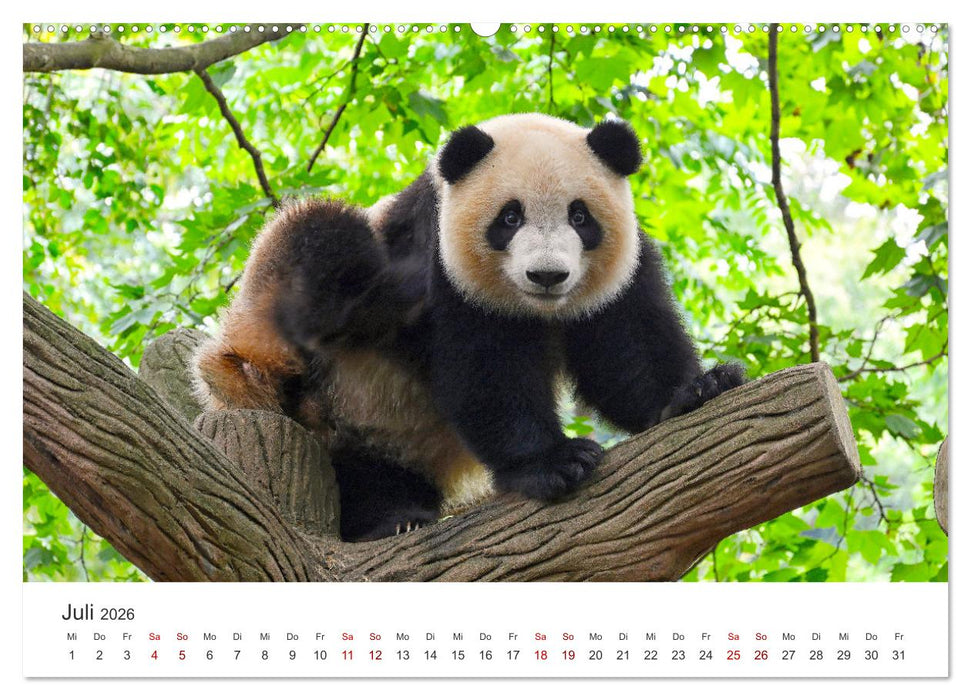 Bären - Pandas, Grizzlybären und Co. (CALVENDO Premium Wandkalender 2026)
