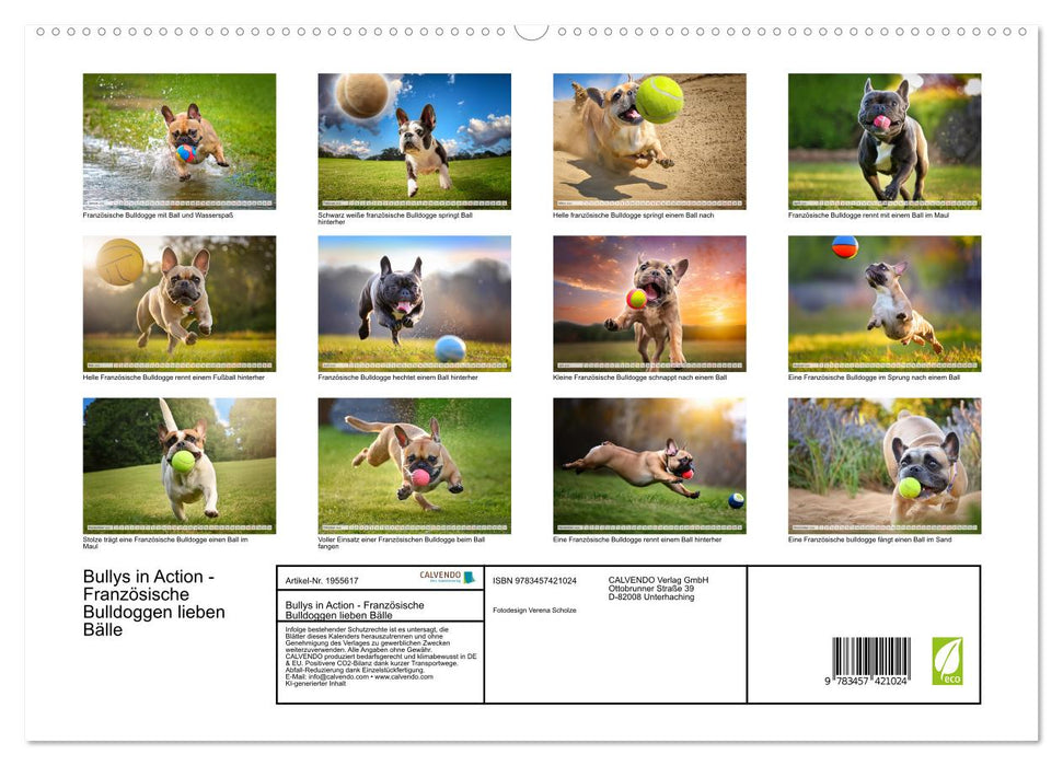 Bullys in Action - Französische Bulldoggen lieben Bälle (CALVENDO Premium Wandkalender 2026)